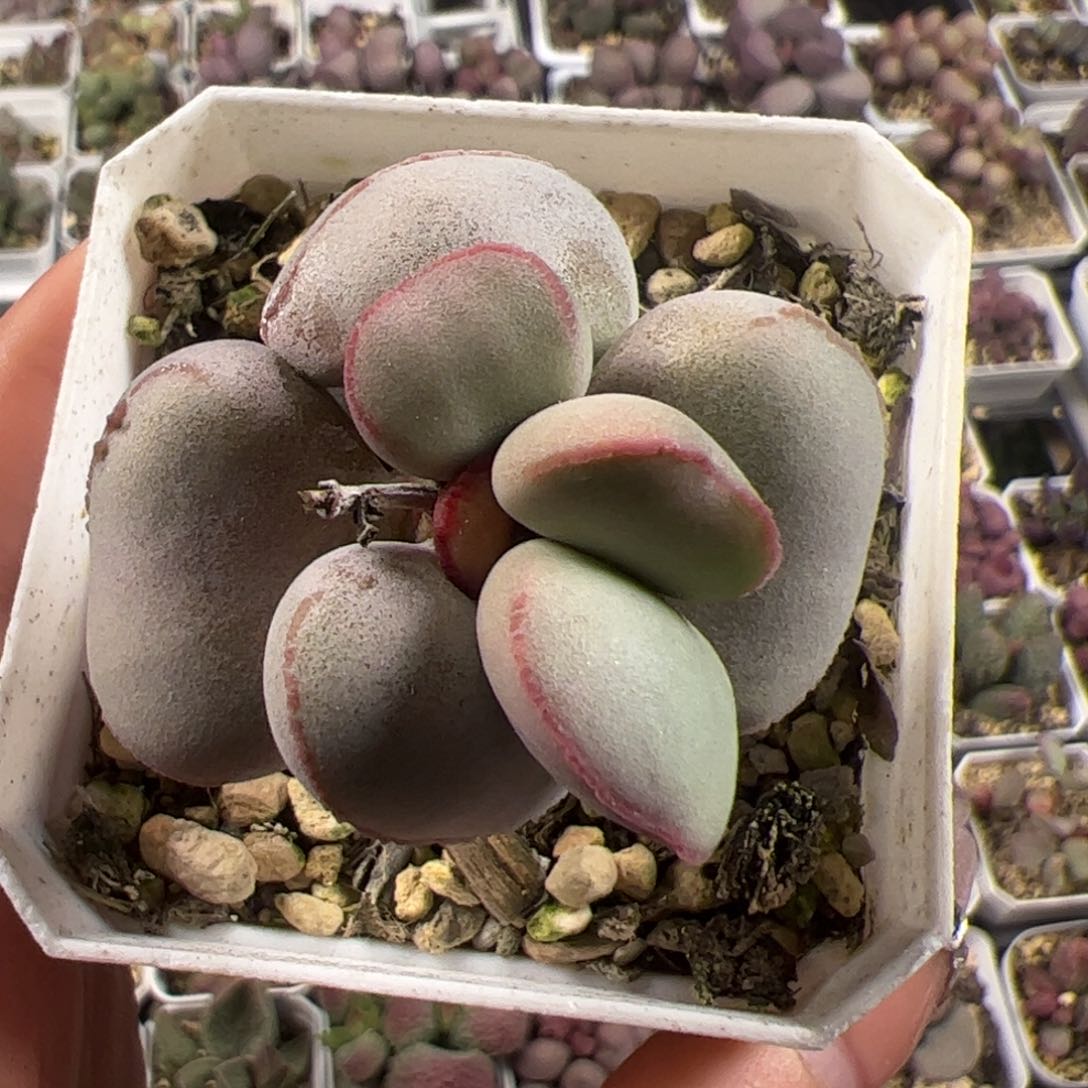 白肌红蛋造型桩多肉植物水泡