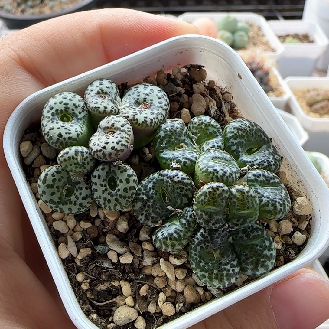 大白多肉植物园7262