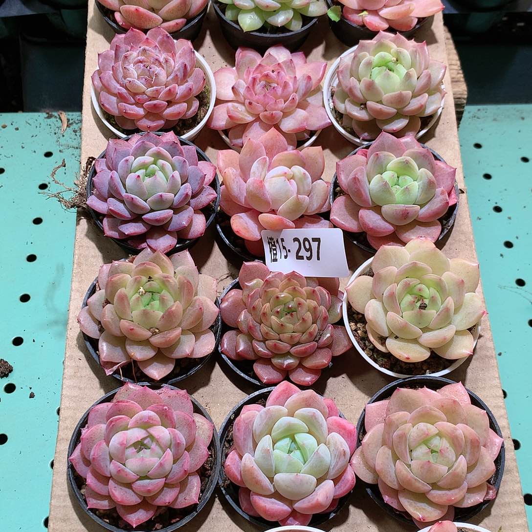 15-297一物一拍带盆18颗