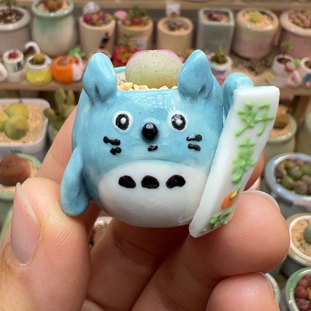 多肉植物47号拇指盆