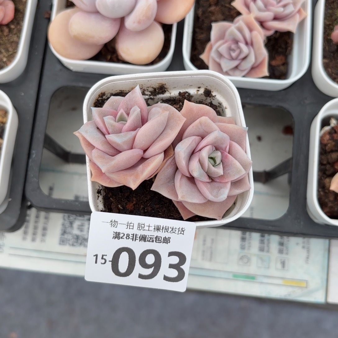 可爱玫瑰多肉多肉多肉