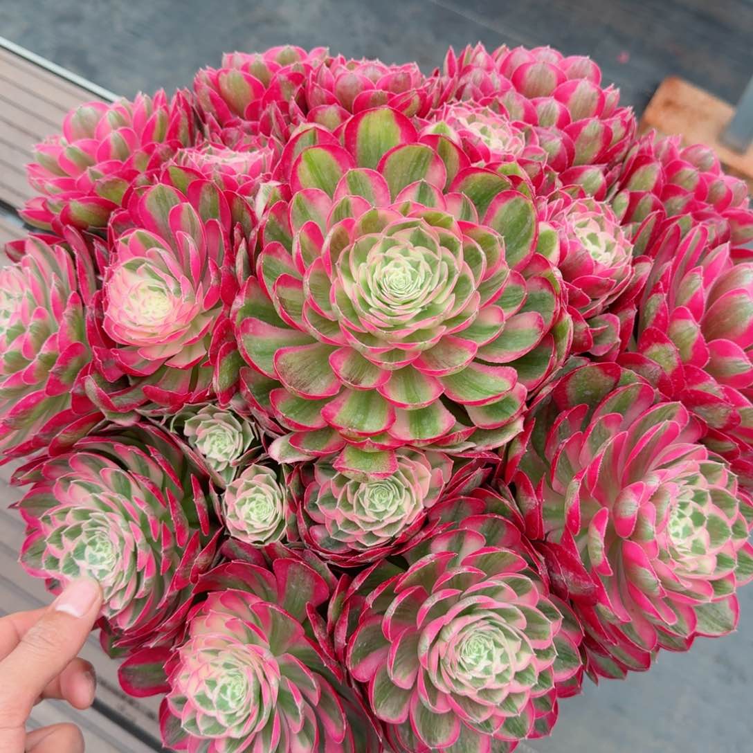 新*多肉植物发货发货