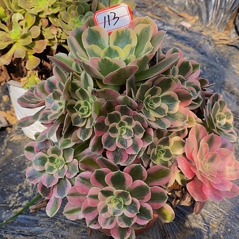 粉女巫老桩捧花113号