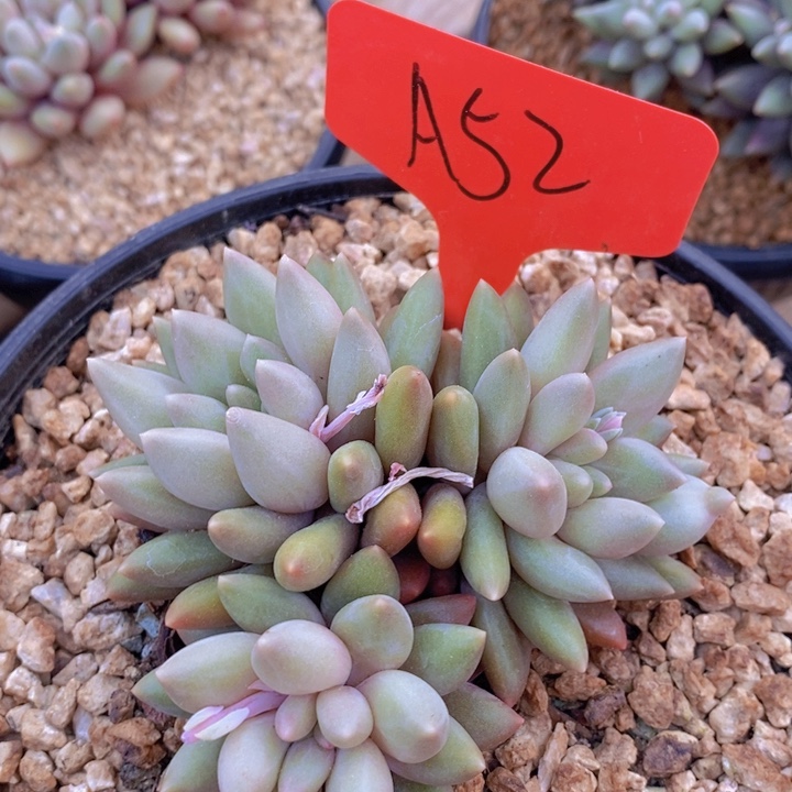 我自己一分钱买车