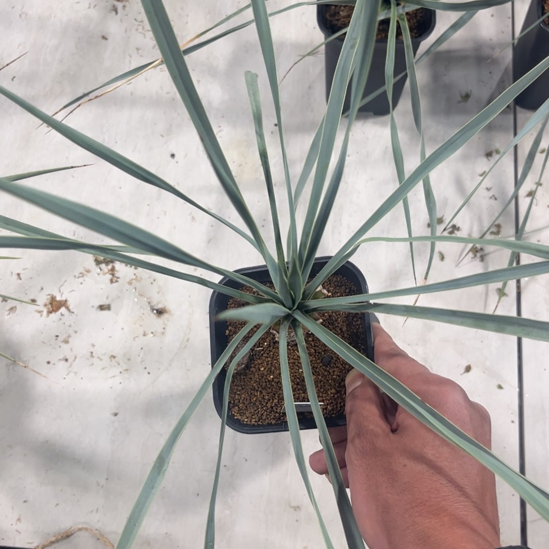 859实生稻草人带盆带土发货