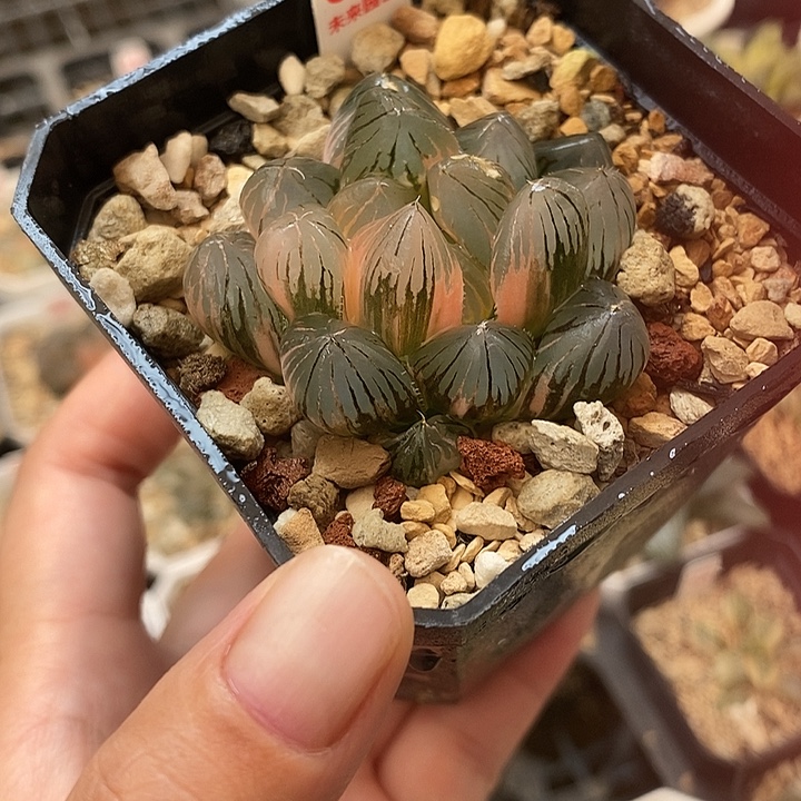 80龙爪玉露锦一物一拍
