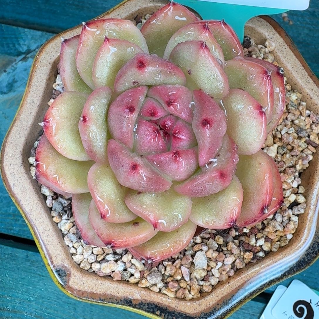 ****意从前慢多肉精选编号1010.98