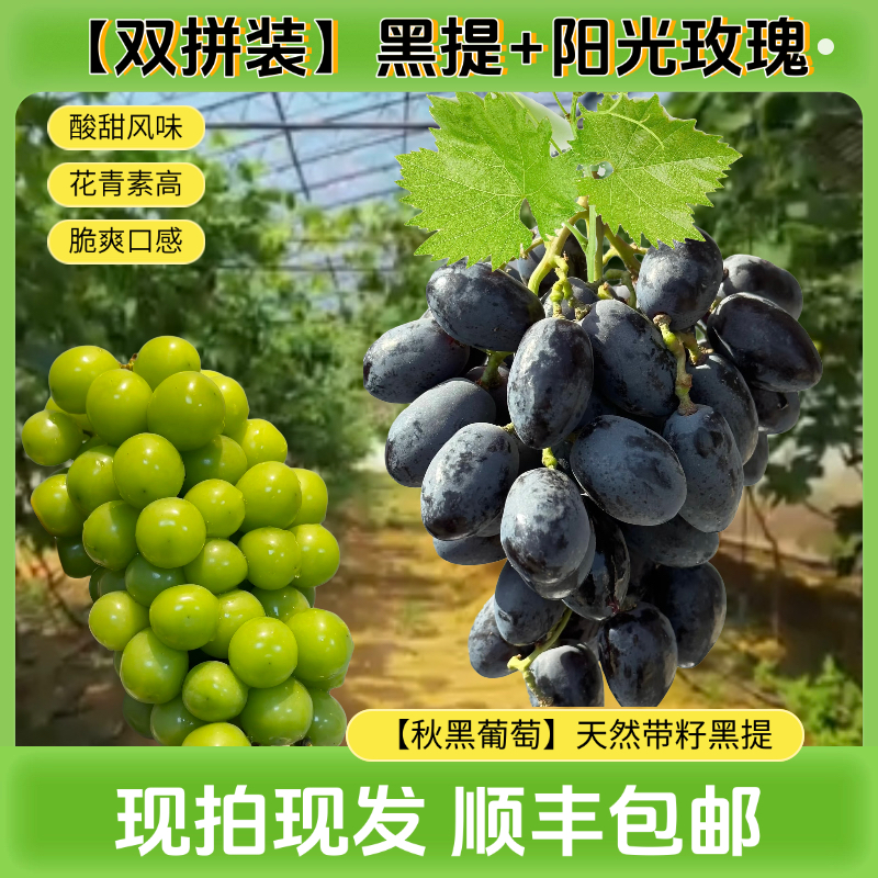 【双拼装】秋黑黑提+阳光玫瑰果园直发现拍现发顺丰包邮辽宁省