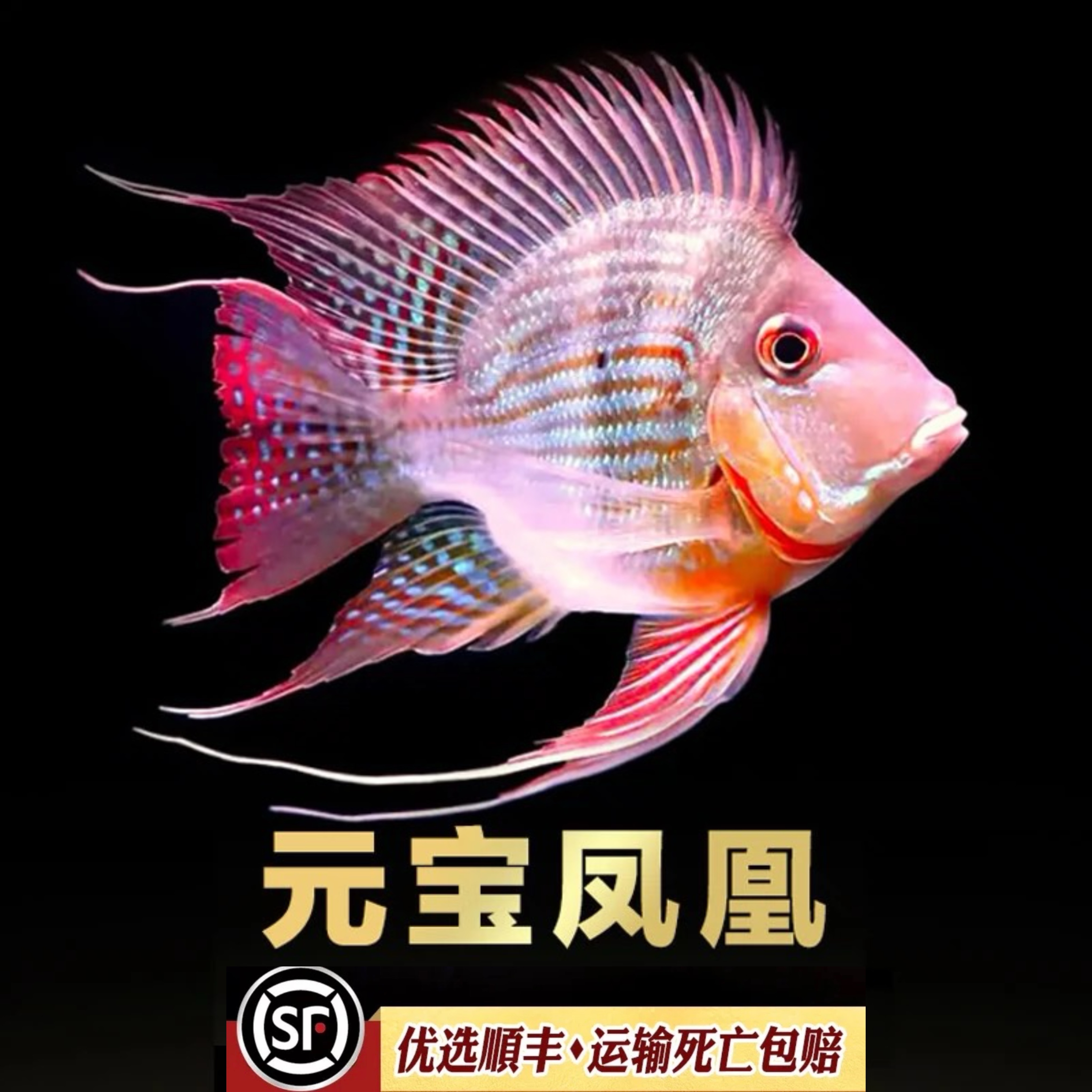 元宝凤凰鱼活体龙鱼高端配鱼关刀鱼金龙鱼红龙鱼搭配鱼热带观赏鱼