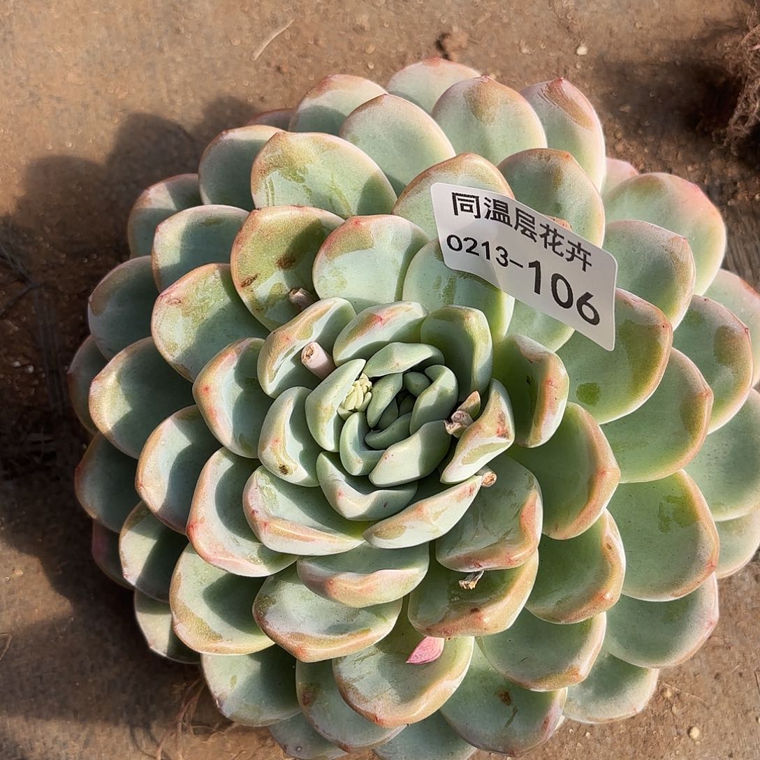 同温层多肉106冰玉