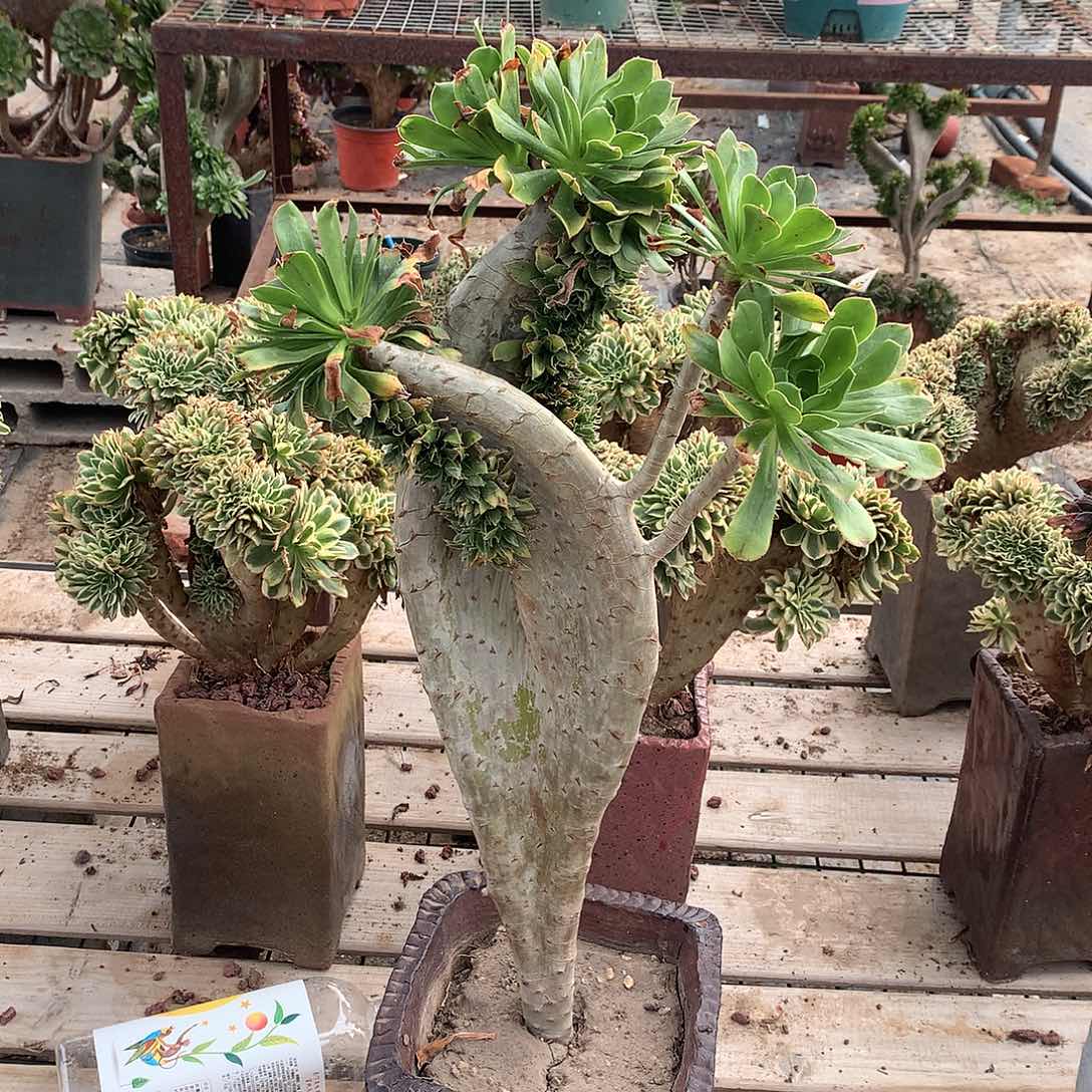 原始绿缀化缀化412
