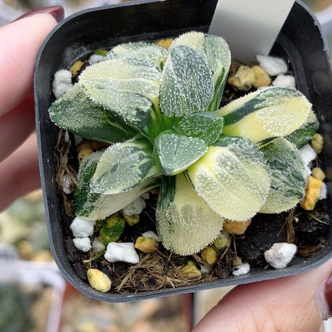 26雪之礼锦福利专场