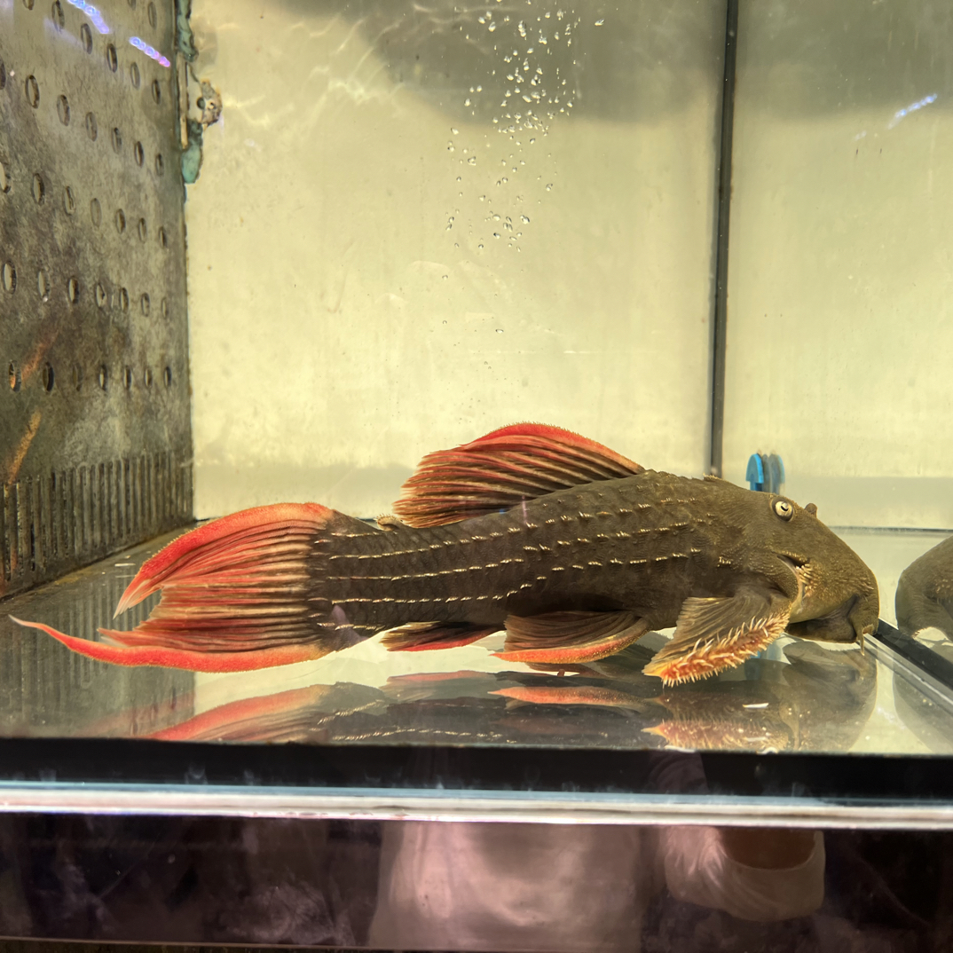 异型L24绿裳红剑尾坦克37cm