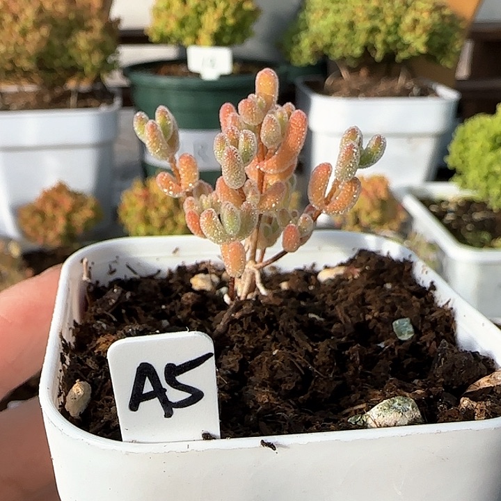 炸福利实生粉冰晶