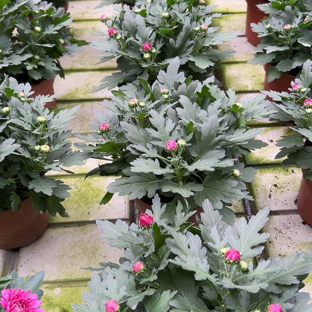 全部花苞达芬奇多色