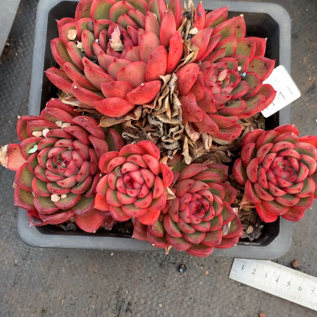 3141杂交精品基地18厘米