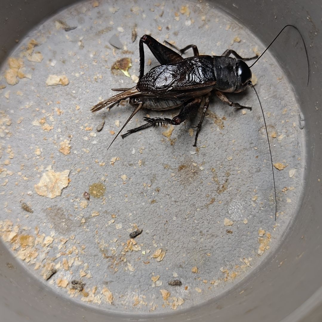 蟋蟀歪门邪调 清风200