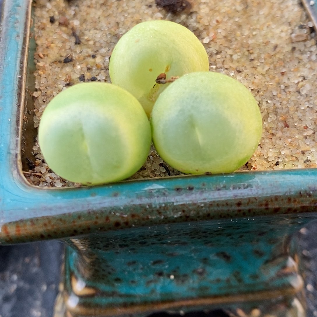 10121大年份拉登一颗