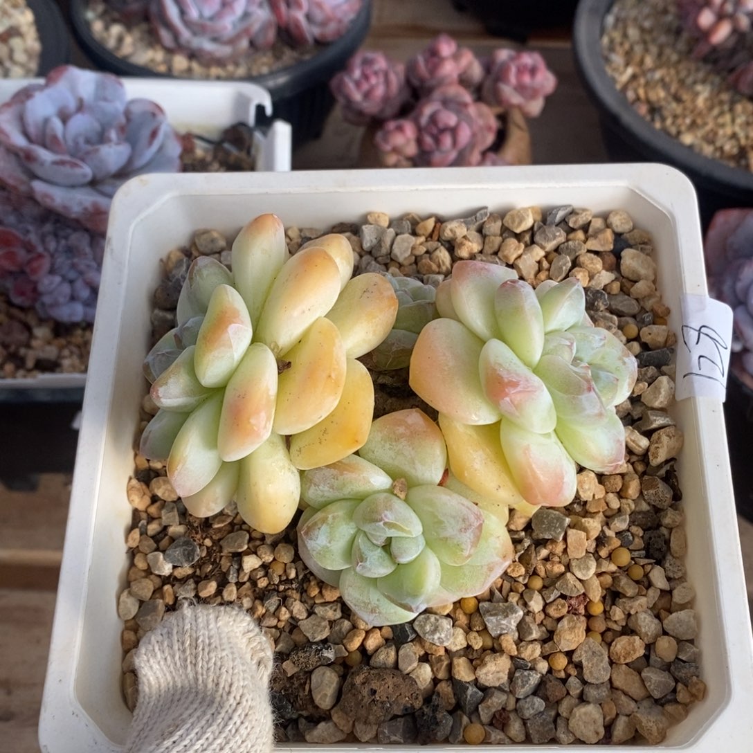 大脸黄底冰玉哈哈哈