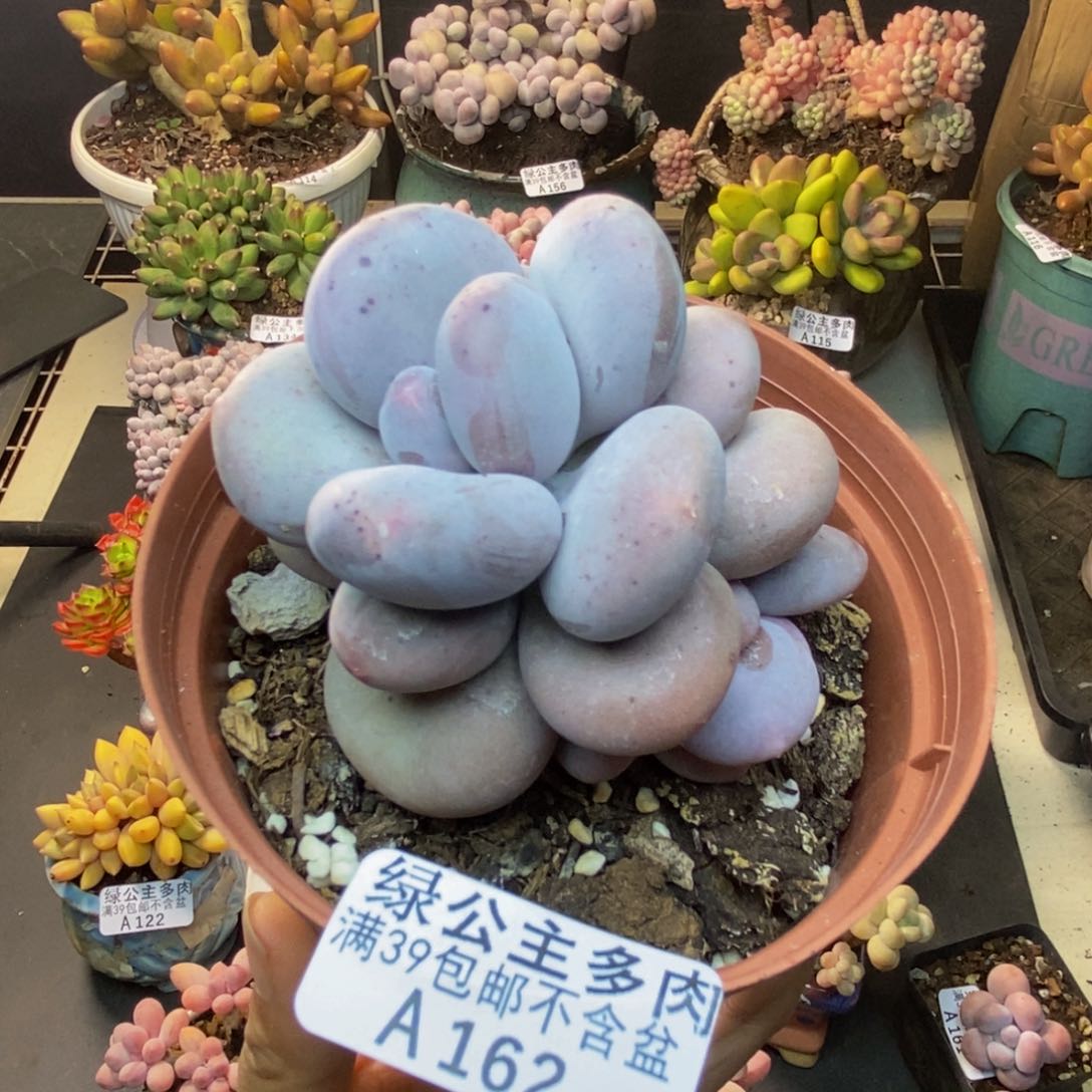 162大叶奶多肉7c m