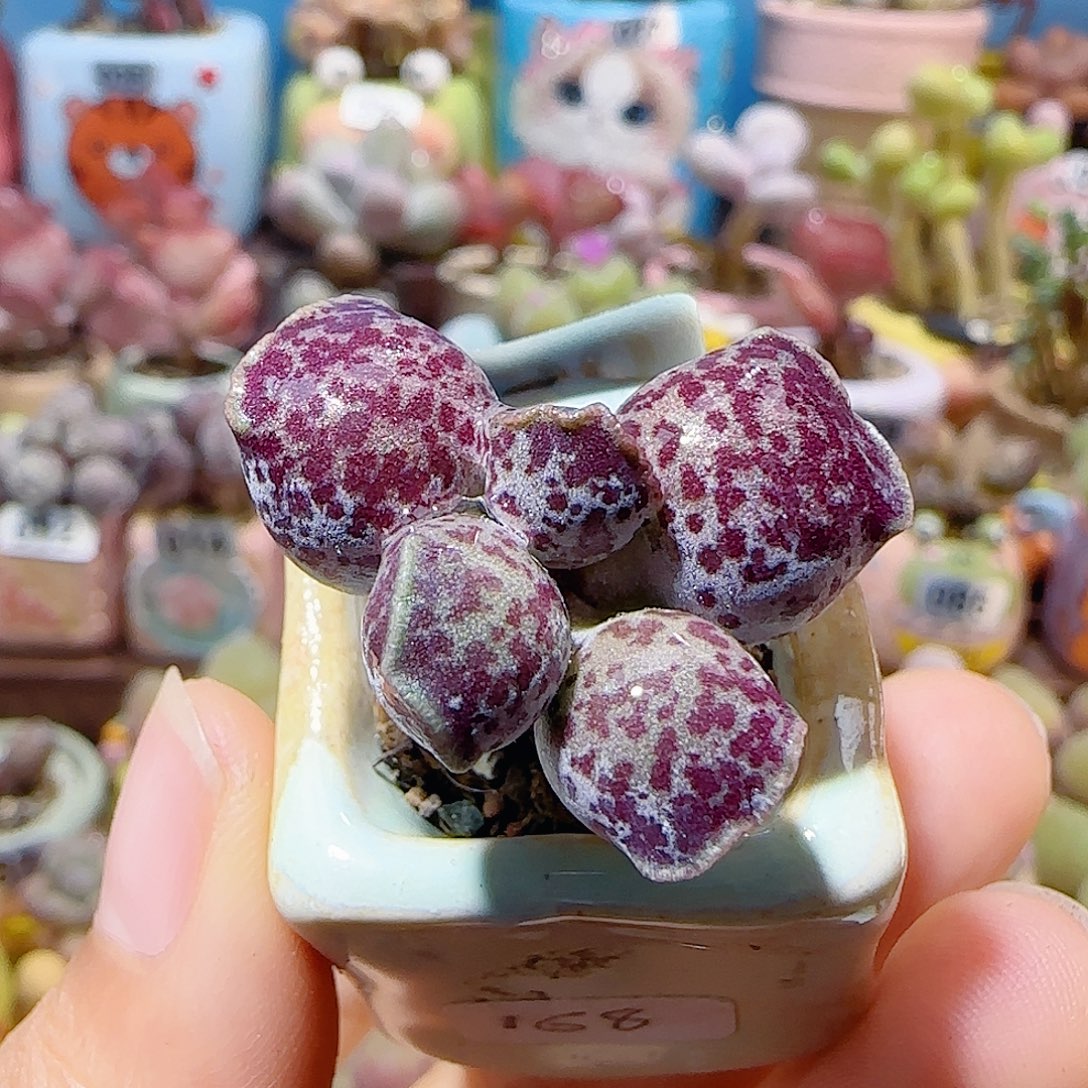T蝴蝶粉丸盆口2.5cm