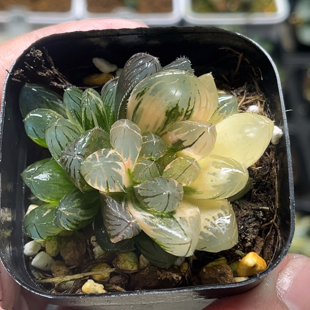 314双头龙爪玉露锦