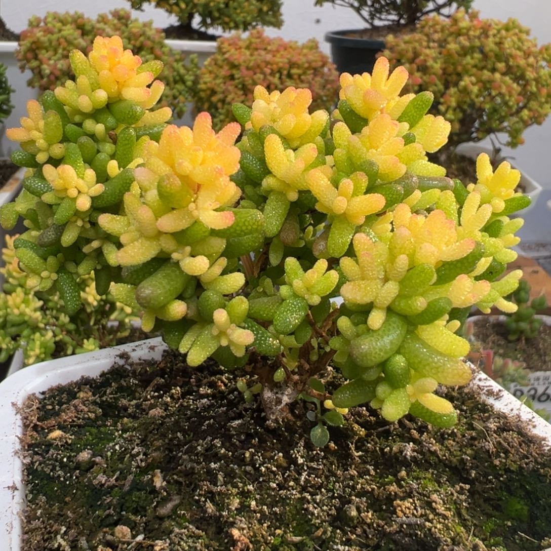 D3777糖球三号锦粉锦