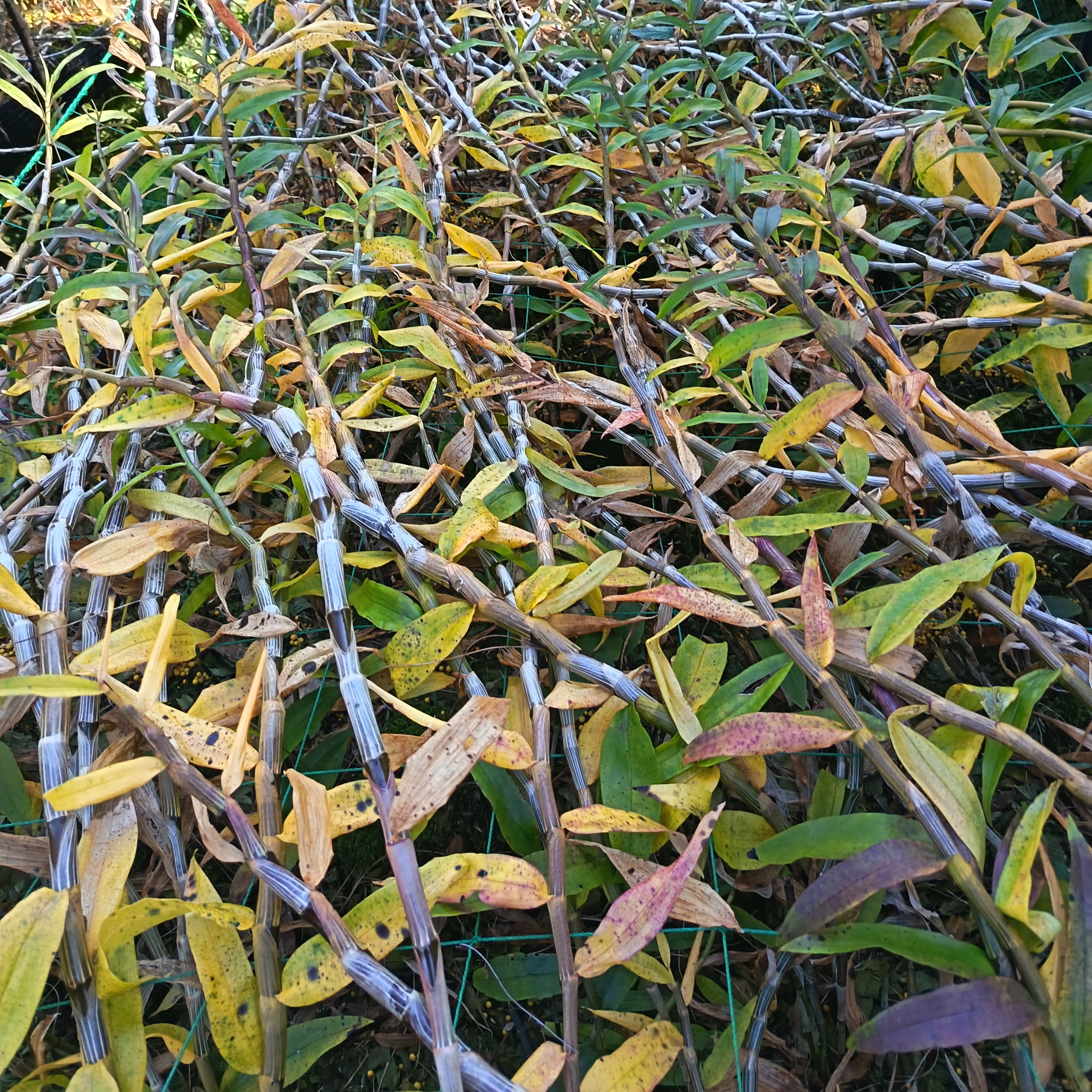 云南高山紫皮石斛鲜条  煲汤  泡酒  赏花