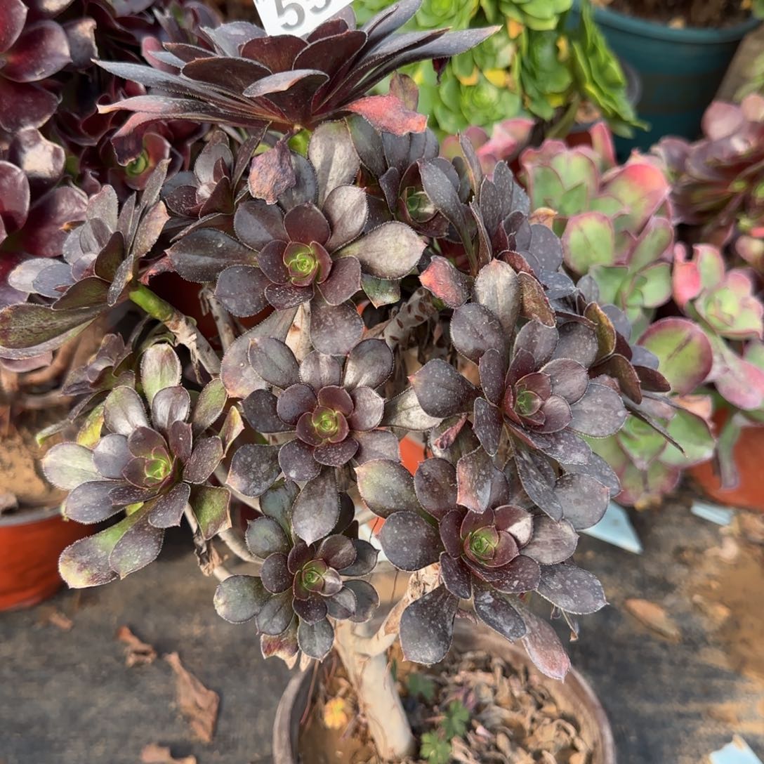 炫彩圆叶多肉559满28包邮断枝不包