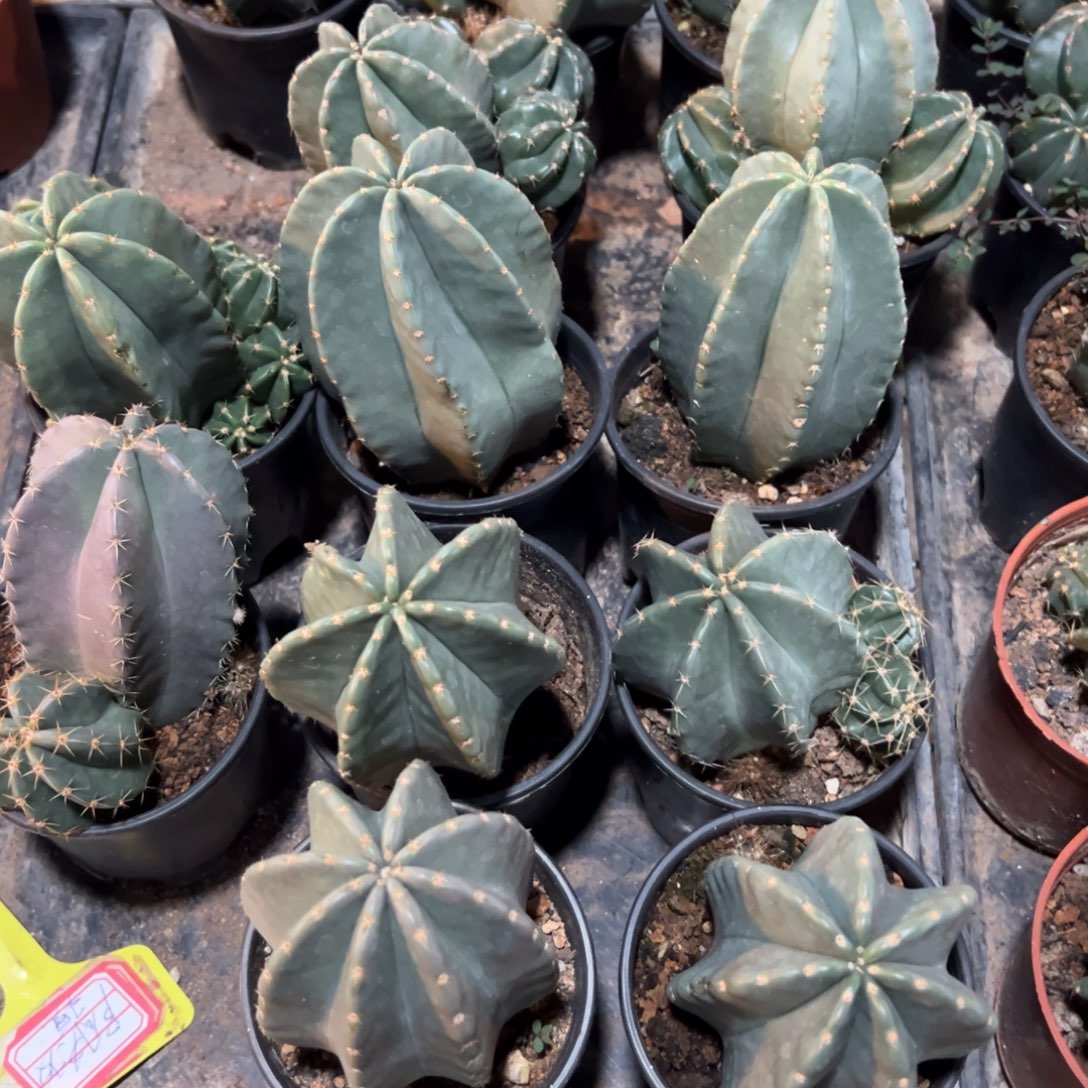 微刺虾实生随机一颗