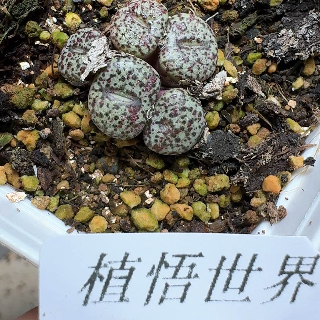 109号多肉植物哇f g