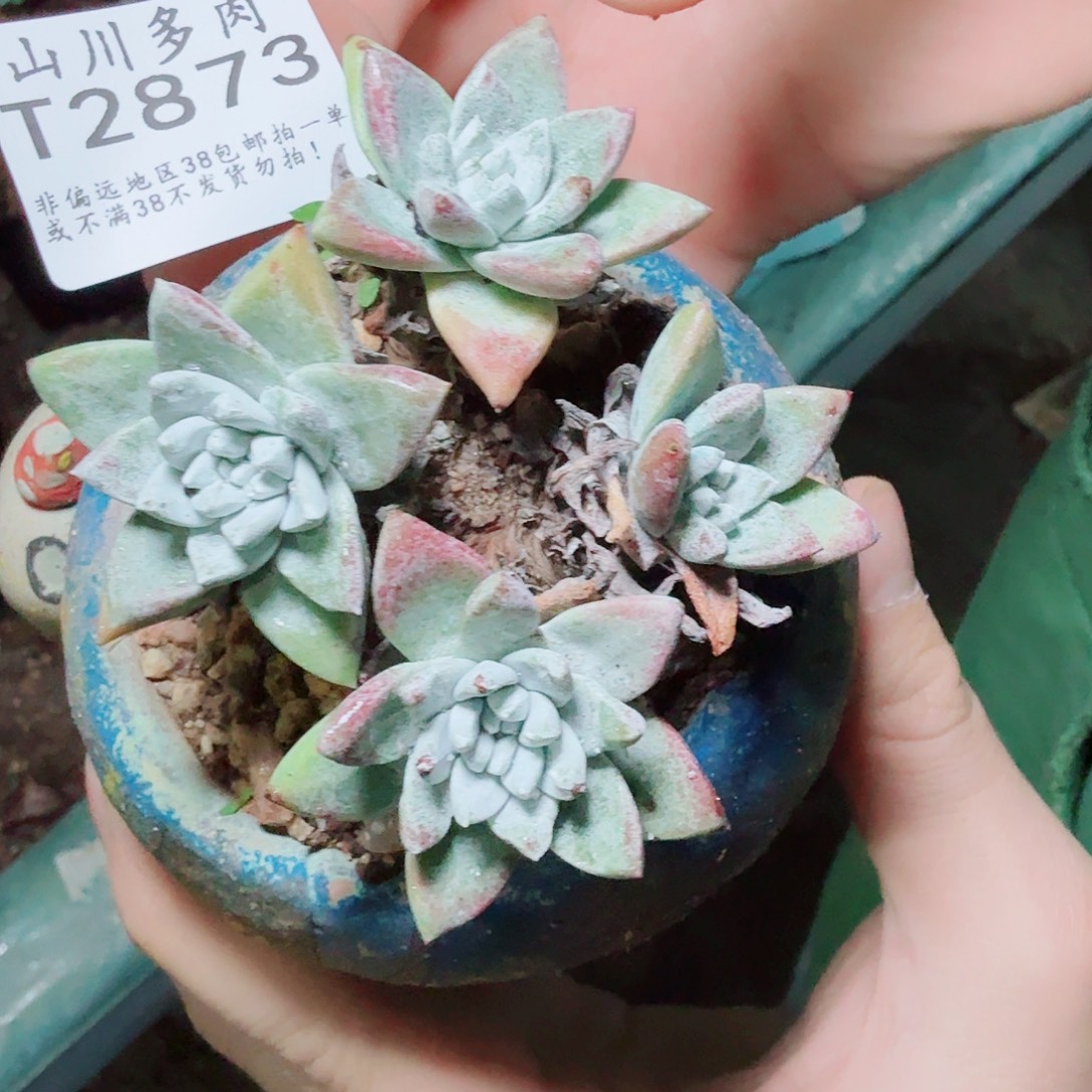 2873苹果叶仙女杯多肉