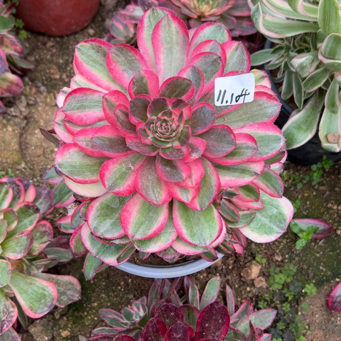 104海神多肉多肉多肉