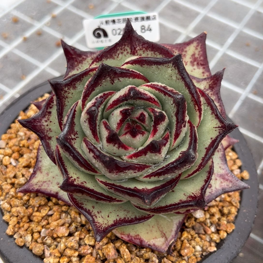 从前慢多肉精选编号0208.84