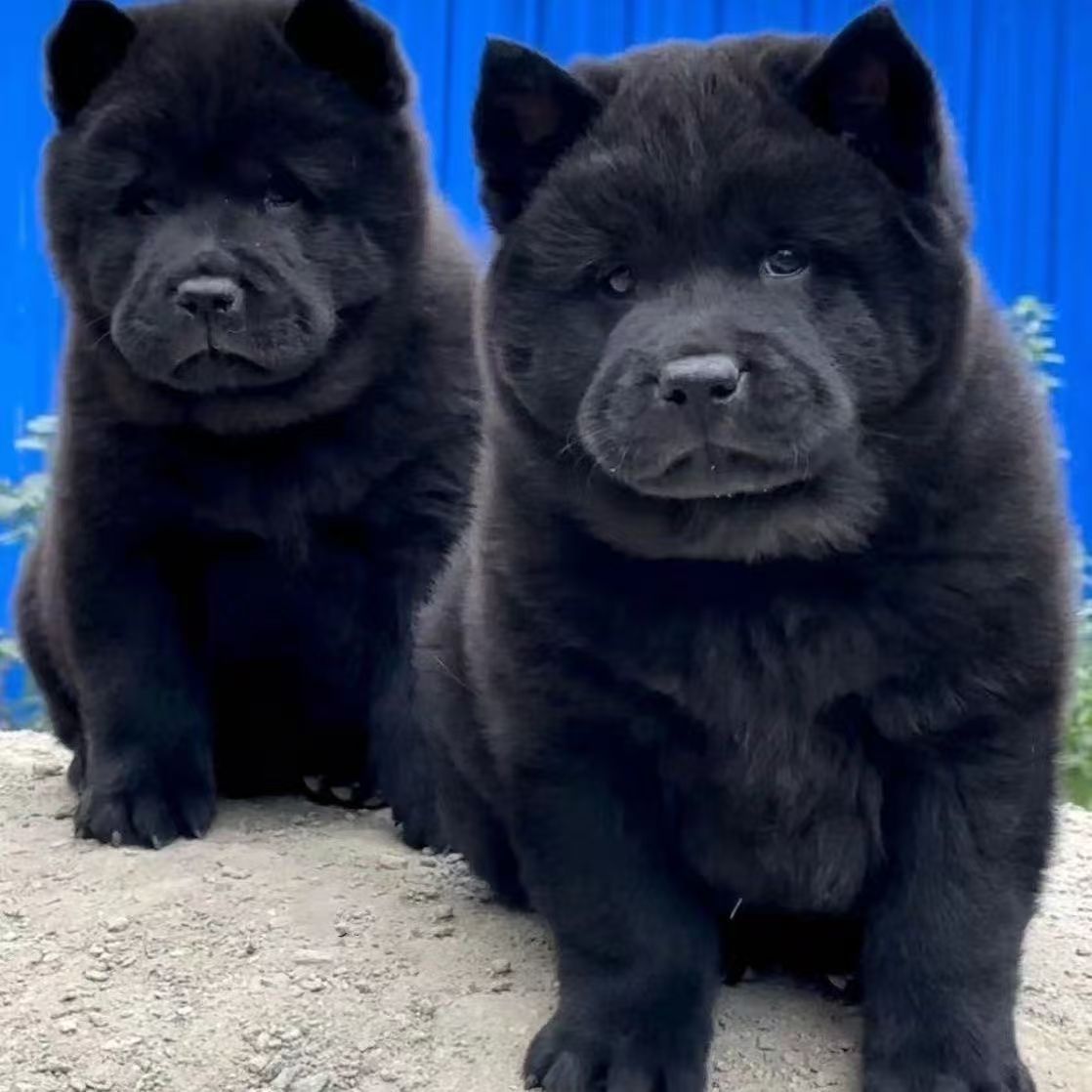 【小李】广西田园犬小狗五黑犬五红犬虎斑黄狗白面四眼白土松幼犬