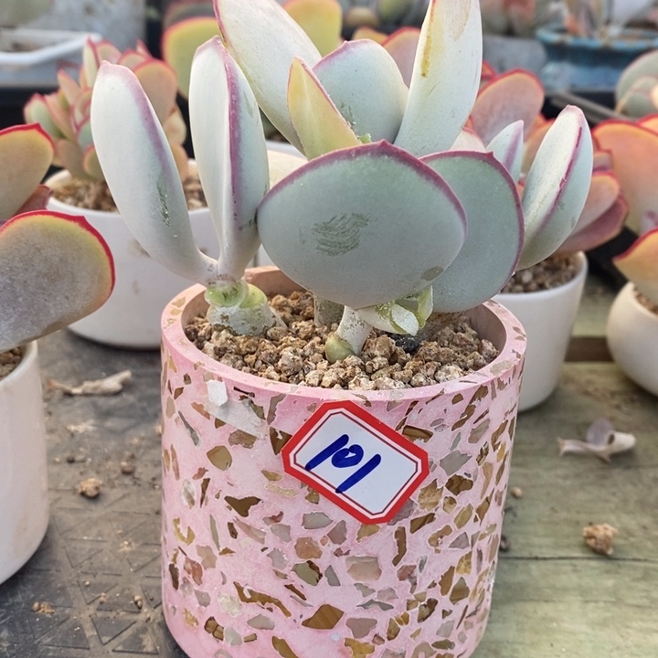 天**心一物一拍白眉多肉101