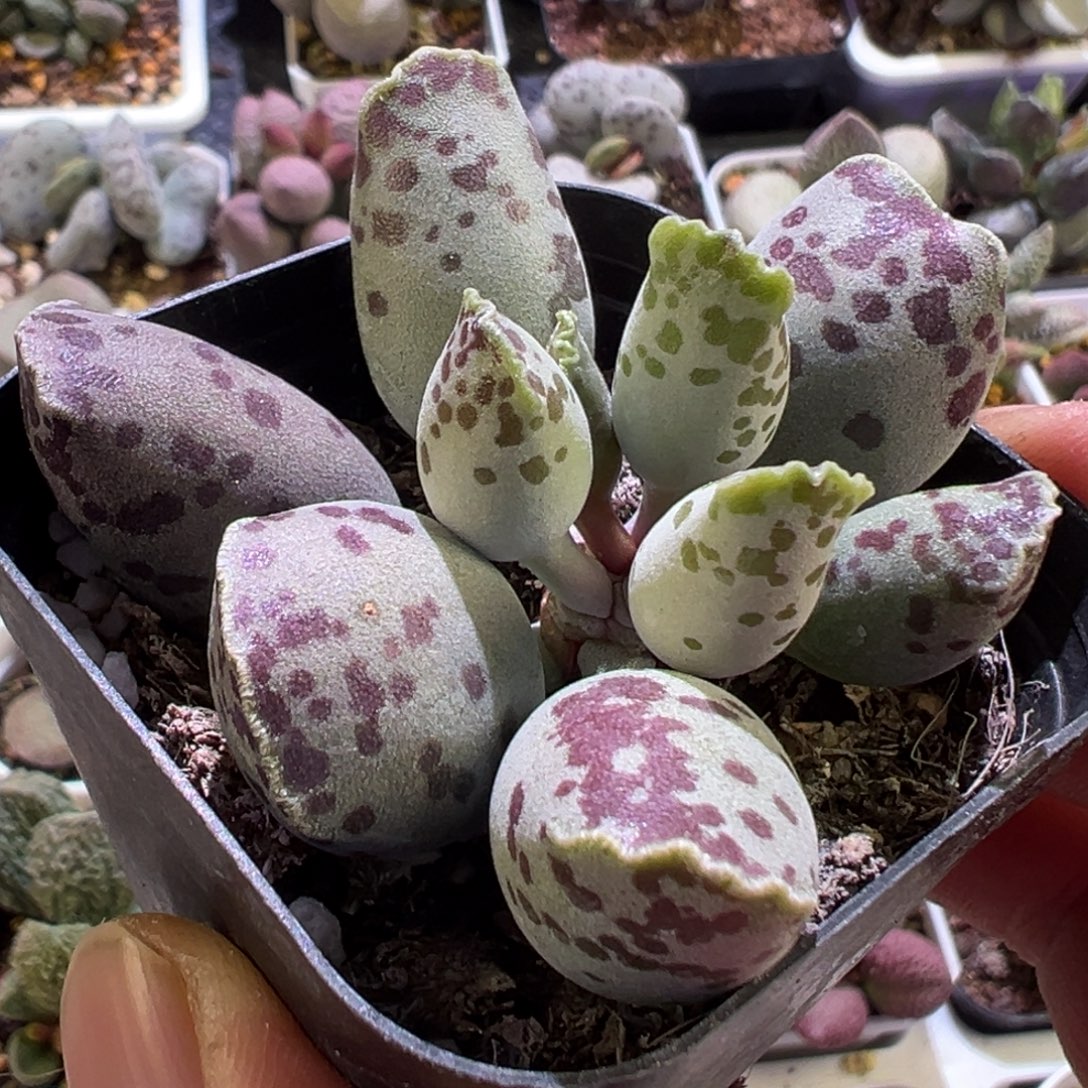 奶牛斑海豹多肉植物水泡