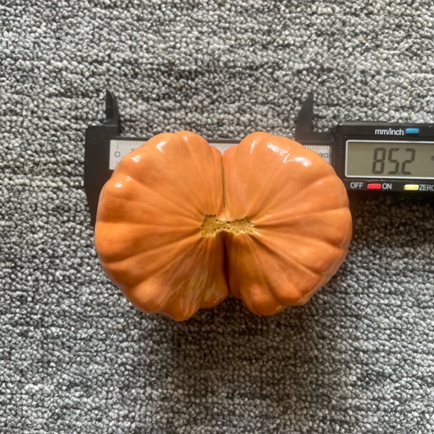保养的，两年墨西哥双胞胎葫芦，稳定不会再开裂，尺寸看图