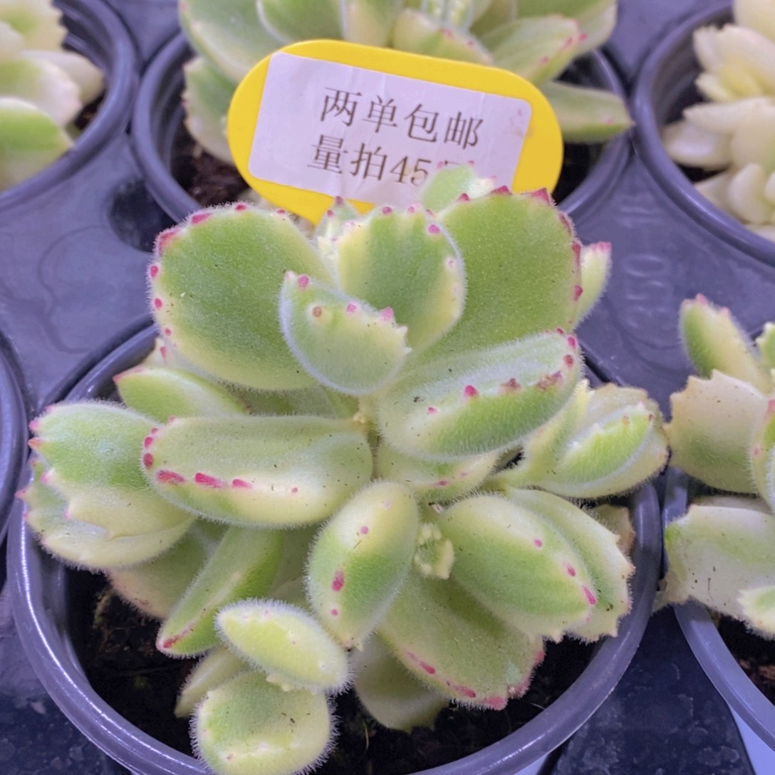 量拍45号 精品母本老桩白熊多头一个