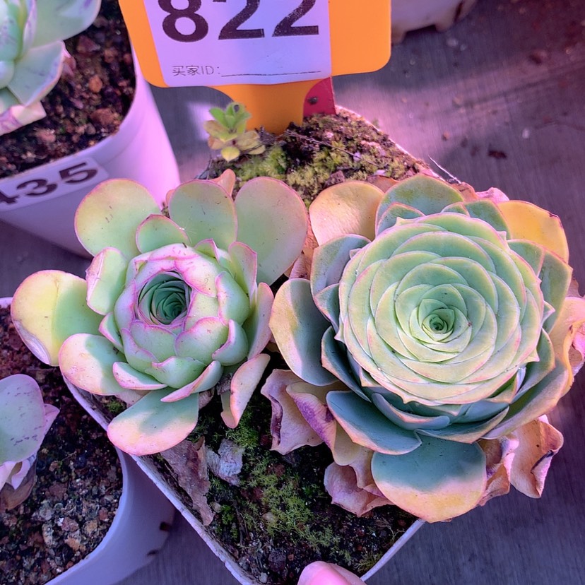 【闪购商品】yjj822离歌