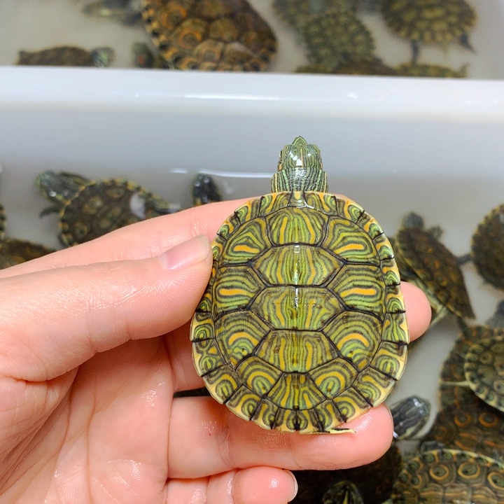 巴西彩龟不分公母5加杂