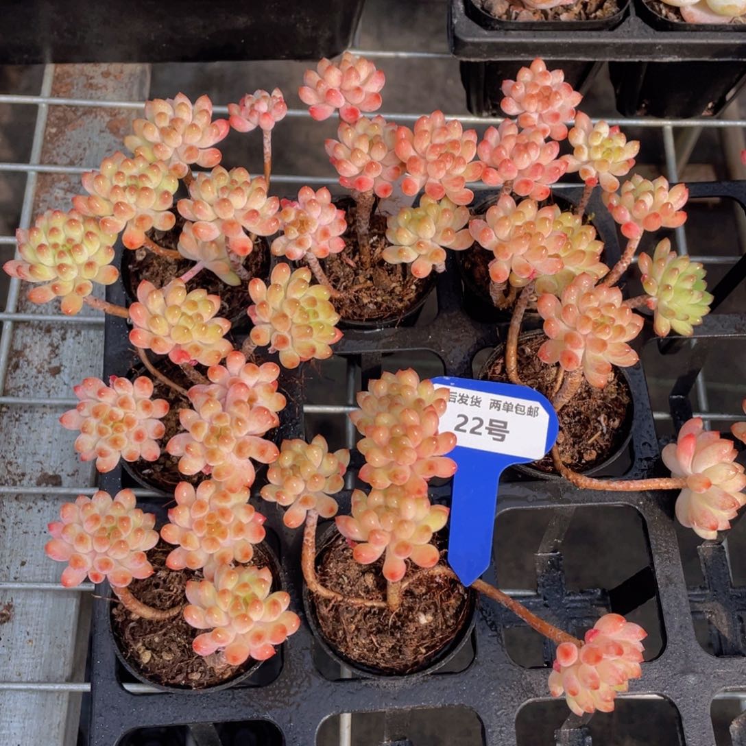 22号火花高桩四头群生一个