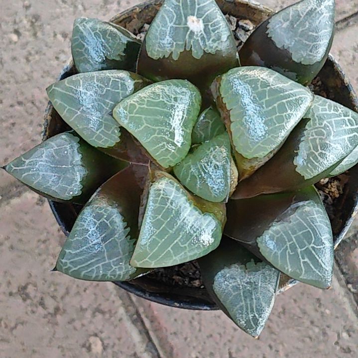 朱比特一颗多肉植物