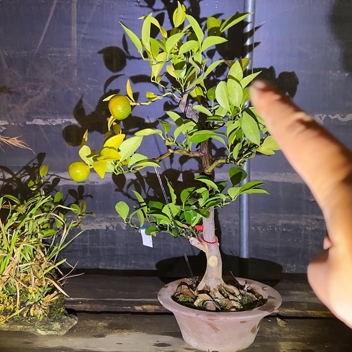 无花朵盆景不包邮7150