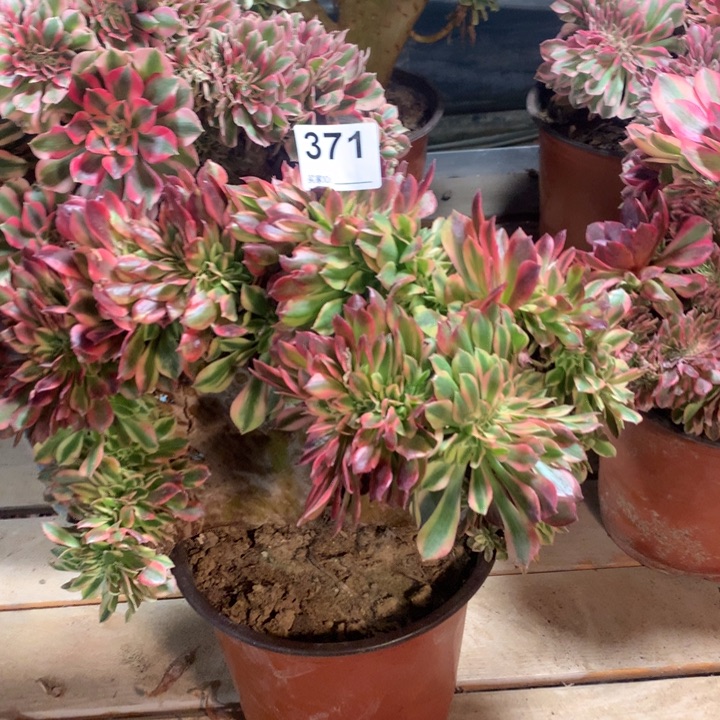 371梦幻七彩缀多肉法师