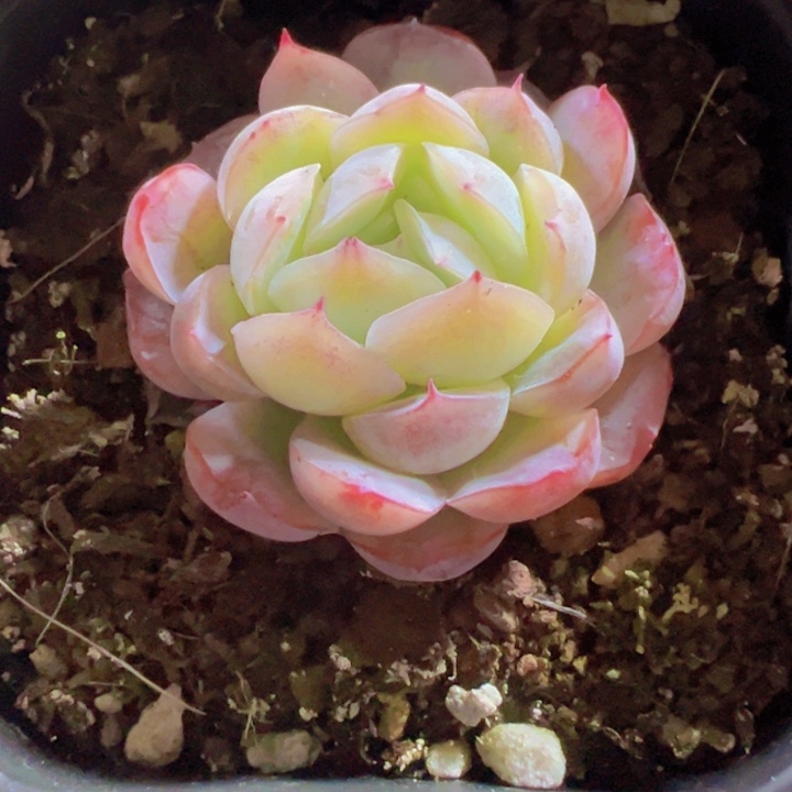 贝瑞精品多肉植物大战