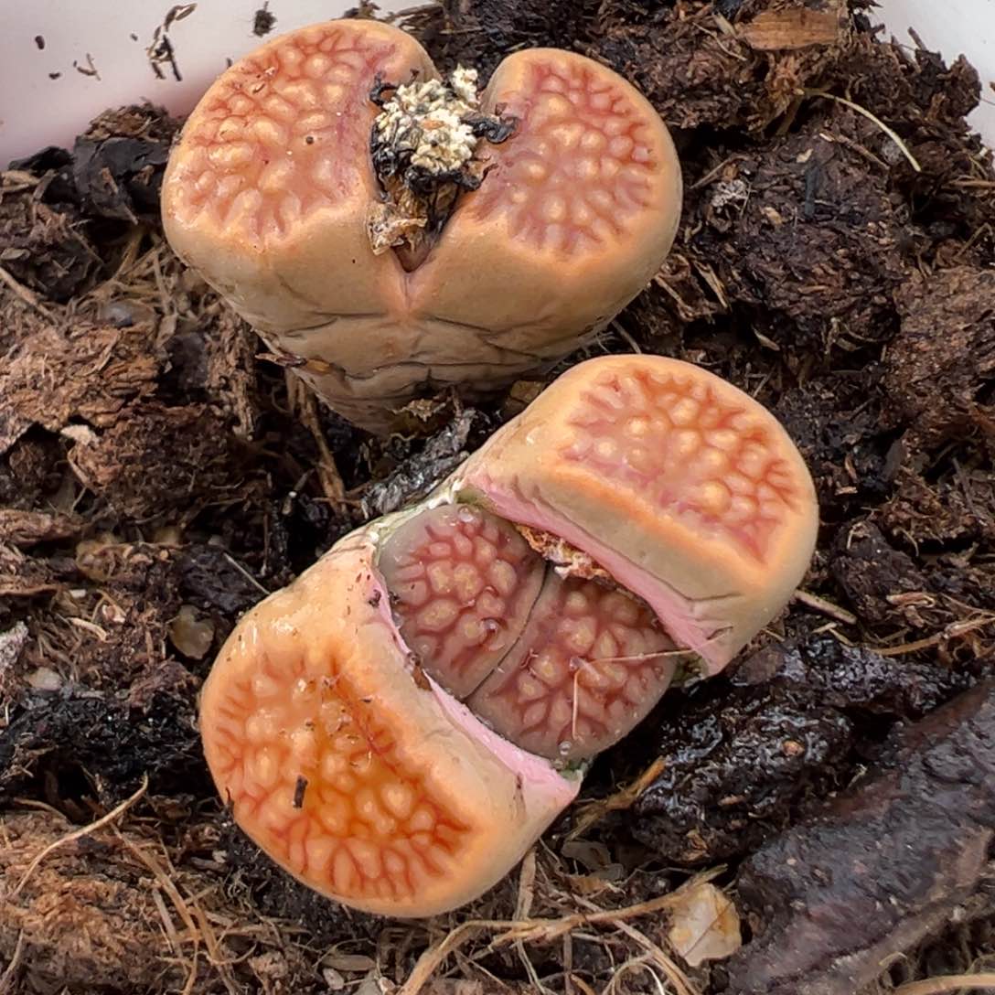 1.27好看的多肉920