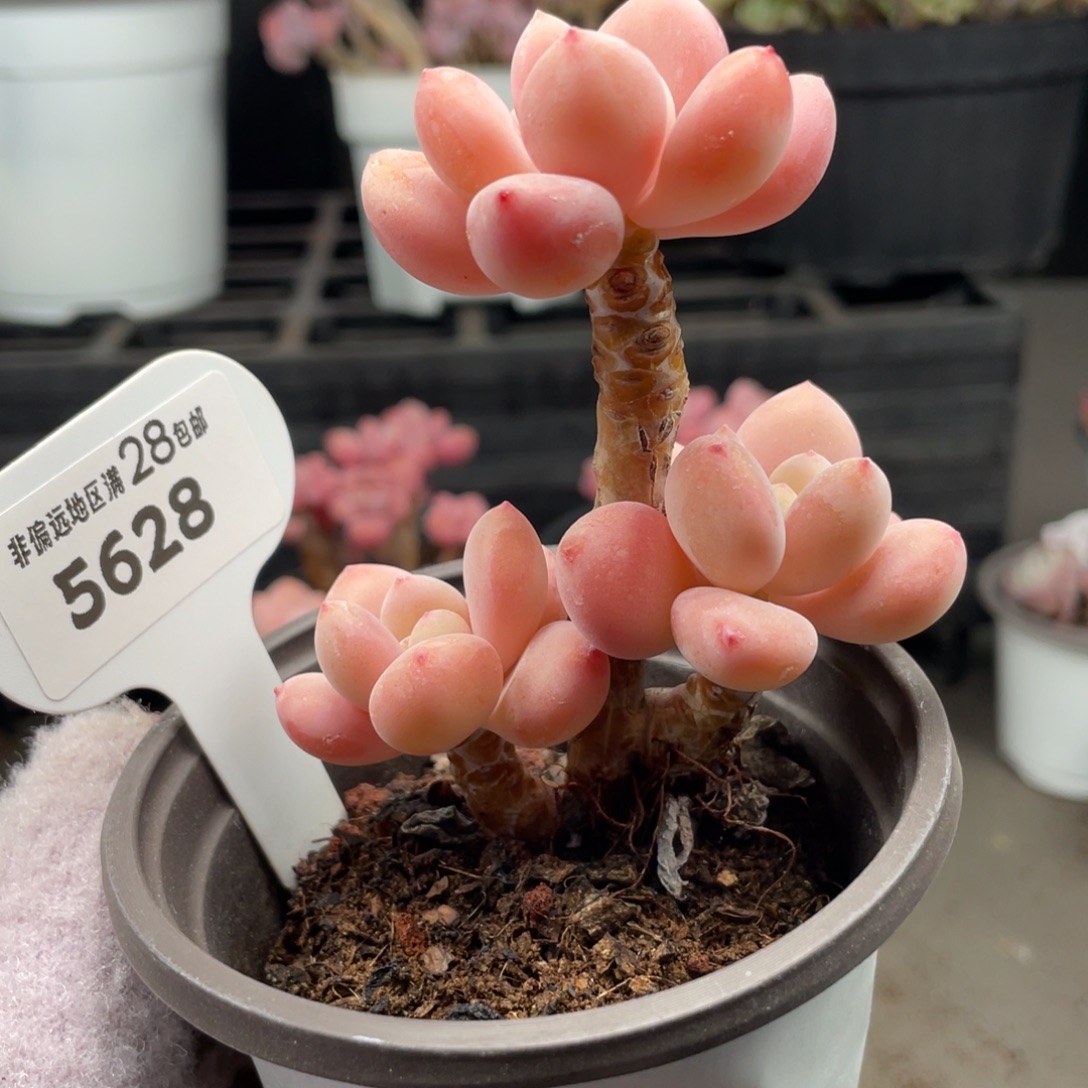 洛神5628-7.5厘米