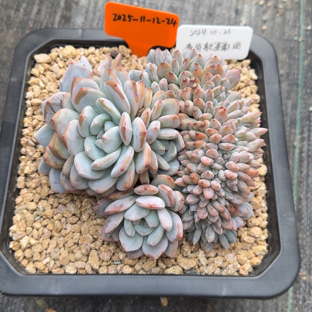 一物一拍星影缀12-24