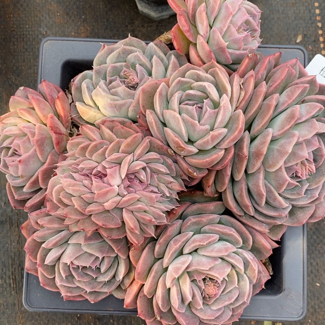 彭*虎杂交精品多肉530